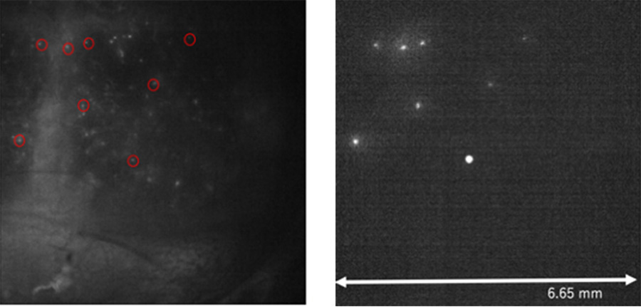 (Left) Fluorescent image of uniform illumination by LED light. Fluorescent images from individual fluorescent beads can be seen in the area circled in red. (Right) Multiple fluorescent beads were selected through the skull and simultaneously photostimulated using a hologram at the exact bead position. It can be seen that the beads were selectively and correctly photostimulated through the skull.