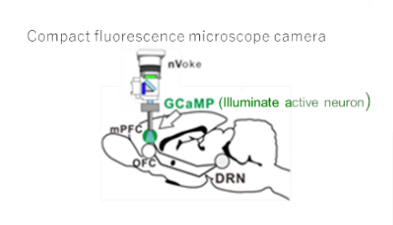 Compact fluorescence microscope camera