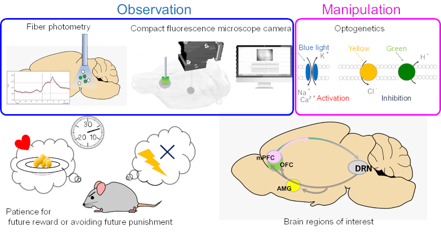 R&D theme structure of the project