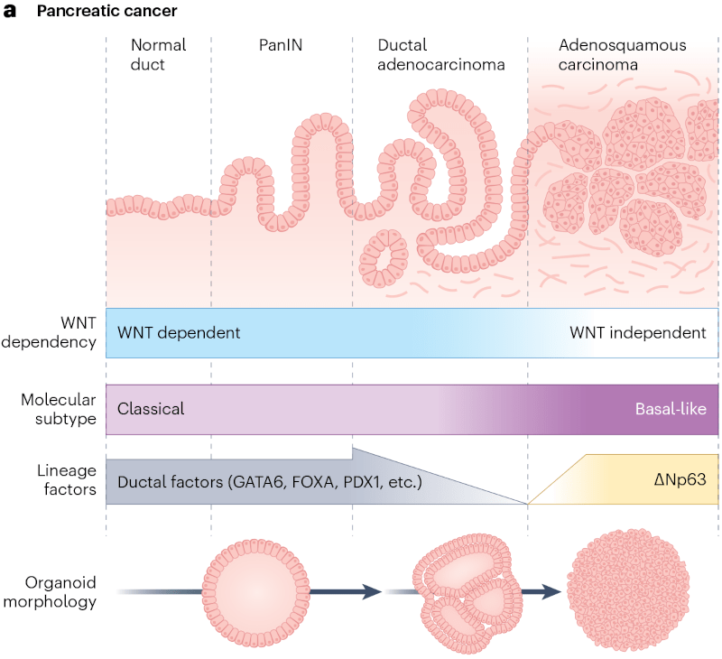 Fujii et al., Nat Rev Cancer 2024.
