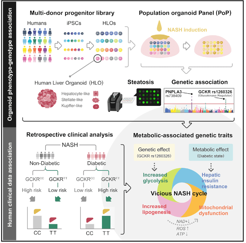 Kimura et al., Cell 2022.