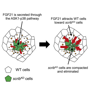 Ogawa et al., Curr Biol 2021