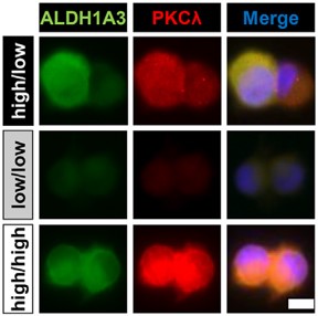 Kasai et al., BBRC 2023