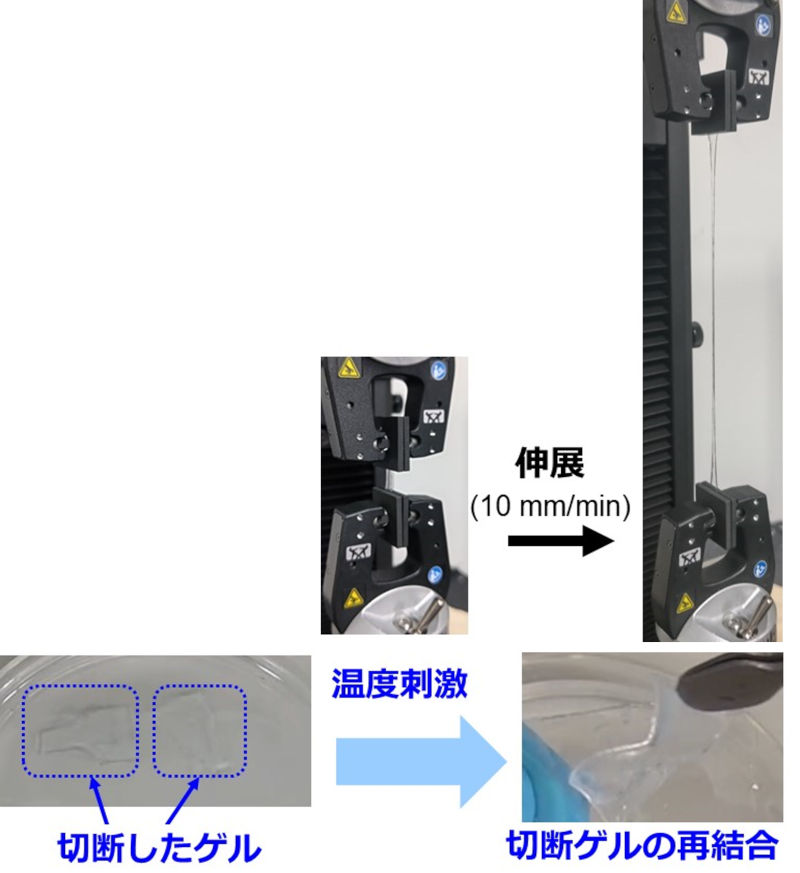 図1 開発したハイドロゲル