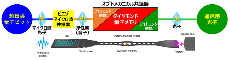 図２．量子IFにおけるオプトメカニカル共振器の役割