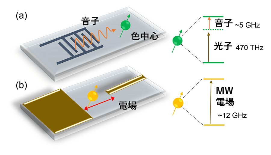 図２．（a）音子、（b）電場による量子メモリ制御の概要