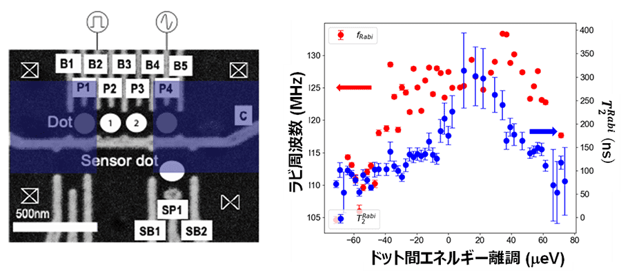 （左)GaAs多重量子ドットの電子顕微鏡写真。微小磁石（青四角）の間の二重量子ドットを用いた。 （右）ラビ周波数(●)とラビ緩和時間(●)の二重量子ドットのドット間エネルギー離調依存性。100 MHzを超える高速操作と長いラビ緩和時間が離調ゼロ付近で実現できている。