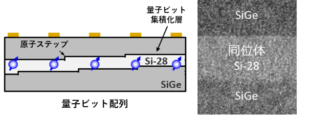 図1量子ビット配列を集積化する同位体制御Si/SiGe基板の概略図(左)と電子顕微鏡による断面構造写真(右)。