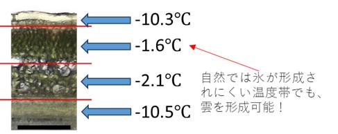 図2. ブルーベリーの枝内の氷核活性。場所によってどのくらいの温度で凍るかが異なり、それぞれの層でおおよそ何℃で凍るかを示しています。気象制御の観点からは高い温度で凍ることが望ましいです。そのような高温でも凍る物質を探索することが重要です。