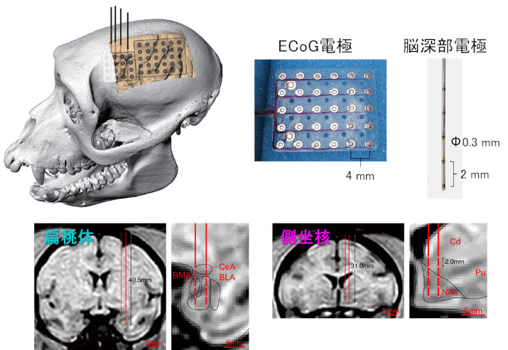 ▲ 成果1の研究概要図 画像提供:筒井健一郎教授(東北大学)