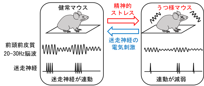 ▲ 成果3の研究概要図