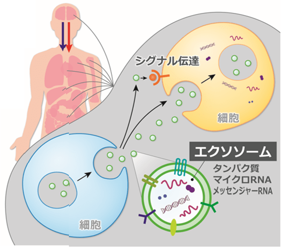 ▲ 内分泌系・自律神経系を介した情報伝達により、こころの状態とからだの状態には連関があります。<br>そのほかに重要な役目を果たしているとして最近注目されているのが、エクソソームという小胞です。