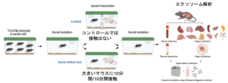 ▲ 成果1の研究概要図(資料提供:星野歩子教授(東京大学))