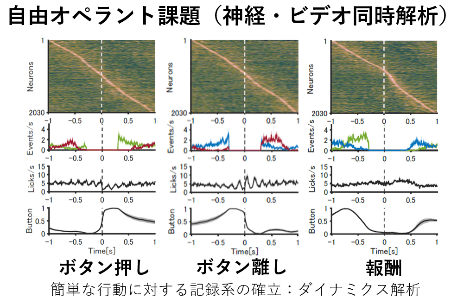 自由オペラント課題(神経・ビデオ同時解析)