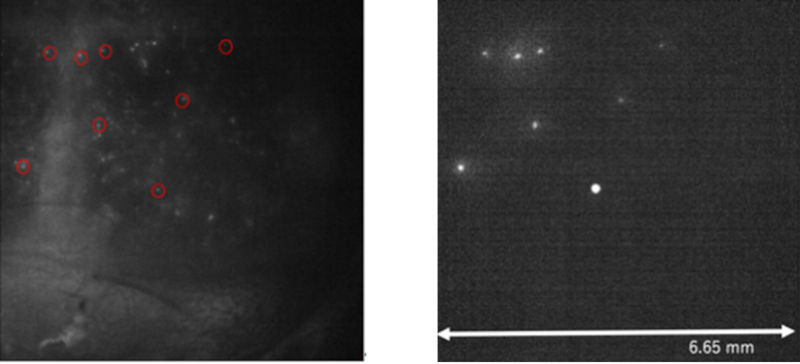 図 (左) LED光による一様照明の蛍光像。赤い丸で囲んだ部分に蛍光ビーズ1個1個からの蛍光像が見られます。(右)頭蓋骨越しに蛍光ビーズを複数選択し、ホログラムにより正確なビーズ位置に同時光刺激しました。頭蓋骨越しにビーズを選択的に正しく光刺激できていることがわかります。