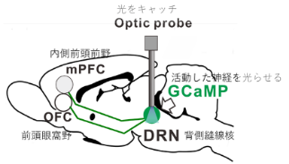 図3. ファイバーフォトメトリー神経活動観察