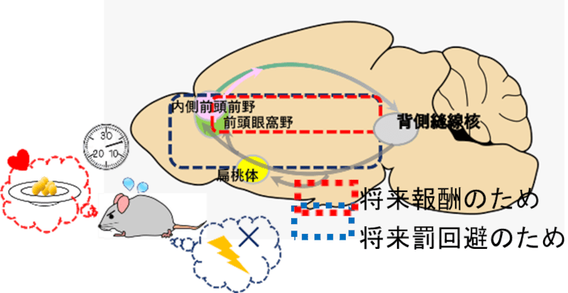 仮説:将来報酬、将来罰回避のための辛抱行動にはセロトニンを含む異なる神経回路が機能する