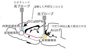 図
