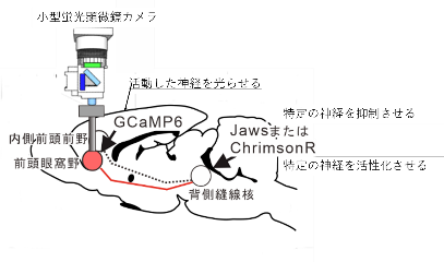 図