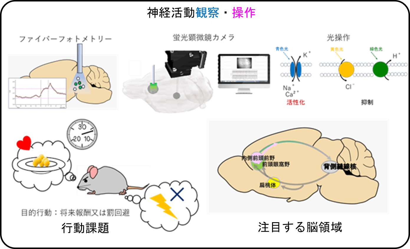 研究開発概要図