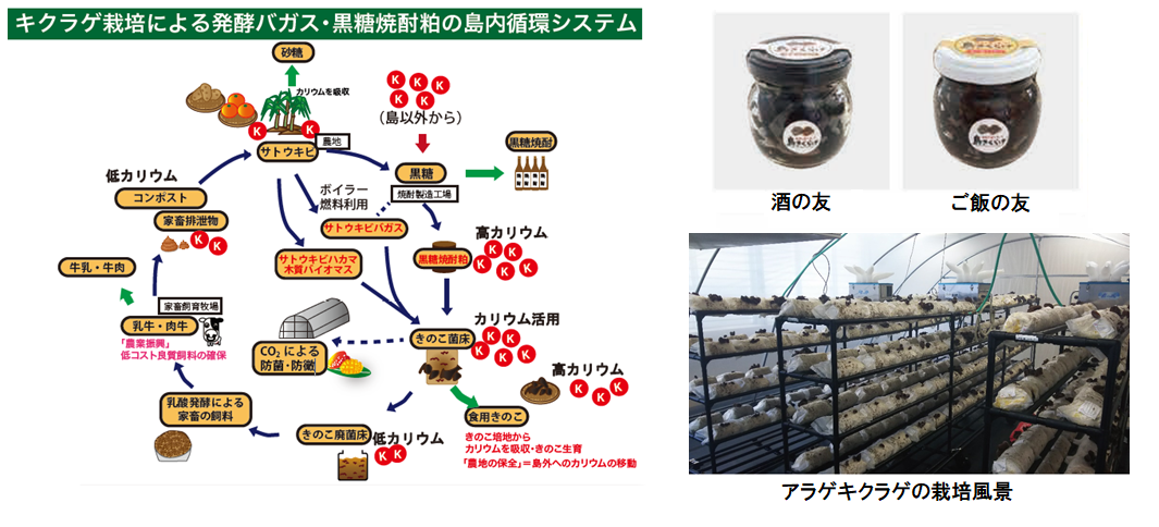 キクラゲ栽培による発酵バガス 黒糖焼酎粕の島内循環システム 研究開発成果 A Step機能検証フェーズ 旧 地域産学バリュープログラム