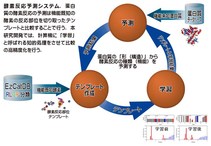 長野希美酵素反応分類に基づく酵素反応予測システムの開発