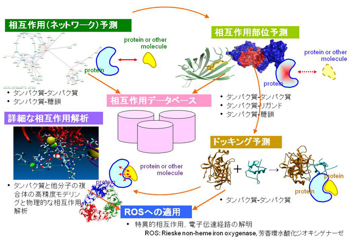 清水謙多郎高精度タンパク質間相互作用予測システムの開発