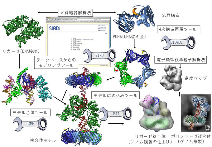白井剛実践による超分子複合体モデリングシステムの開発