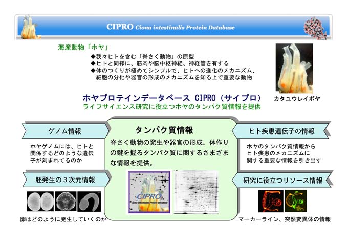 ホヤプロテイン統合データベースの構築 Bird Nbdc