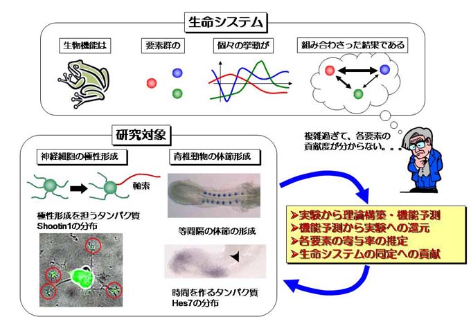 石井信予測技術を用いた生命システムの同定手法の開発