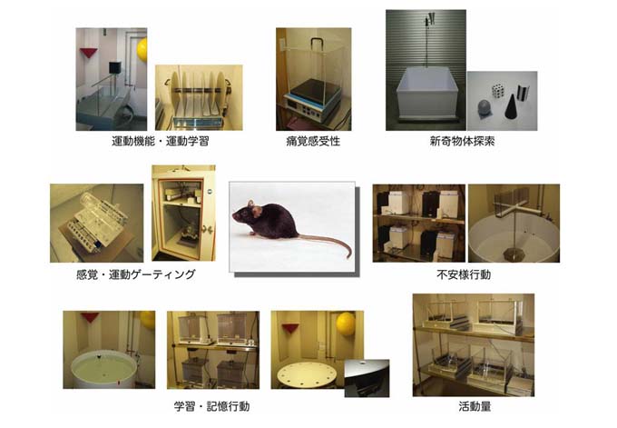 宮川剛マウスを用いた脳機能表現型データベースの開発1