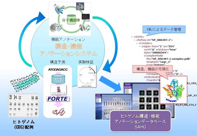 タンパク質の構造 機能予測法の開発とヒトゲノム配列への適用 Bird Nbdc