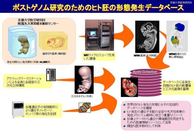 塩田浩平ヒト胚の形態発生に関する三次元データベース