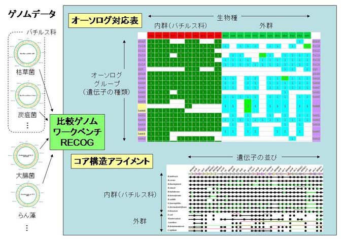 内山郁夫大規模な比較ゲノム研究を展開するためのワークベンチの構築