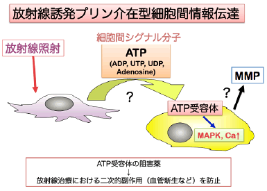 放射線誘発プリン介在型細胞間情報伝達