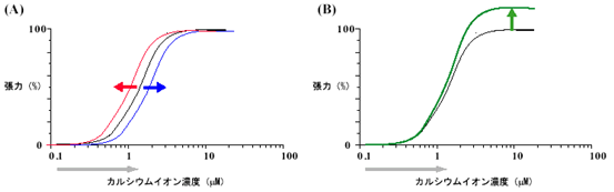 筋収縮を調節する分子メカニズムの一端を解明