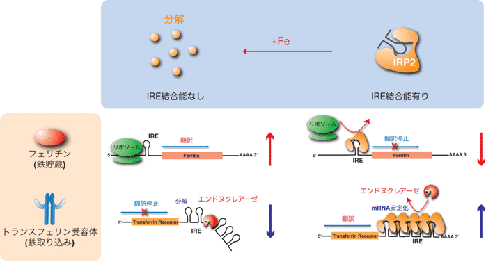 図１