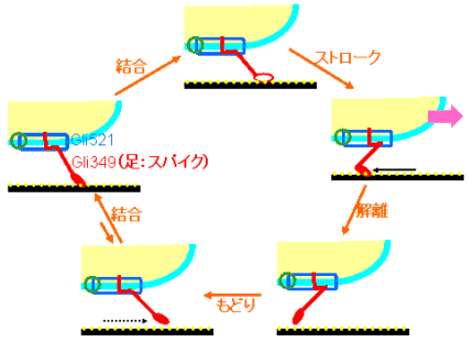 図３