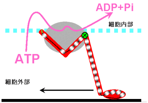 図６