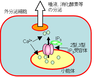 図１