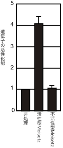 図５　Meisetzによる遺伝子の活性化