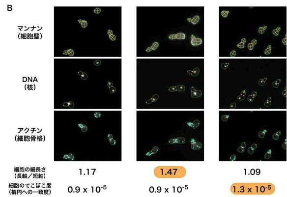 図１．出芽酵母の顕微鏡写真と画像解析B