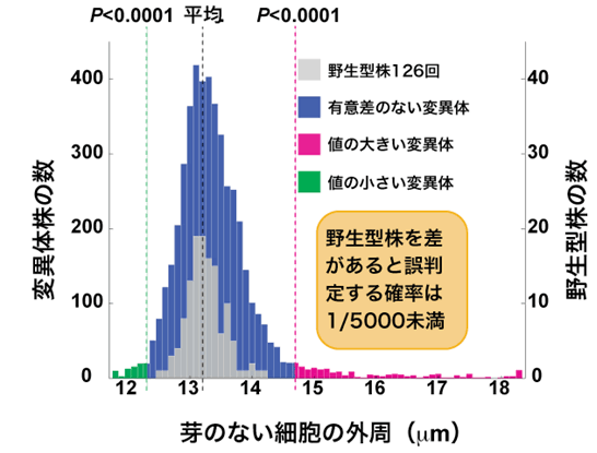 図２．野生型株と変異体の細胞外周測定値の分布