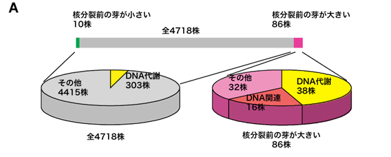 図３　遺伝子機能と細胞形態との関係