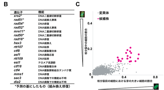 図３　遺伝子機能と細胞形態との関係