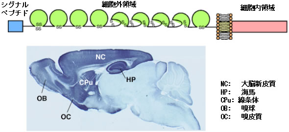図２　テレンセファリンの構造とマウス脳における発現分布
