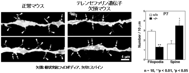 図５　発達期における正常マウスおよびテレンセファリン遺伝子欠損マウスの樹状突起