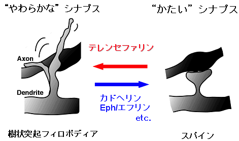 図７　細胞認識・接着分子群によるスパイン成熟の調節