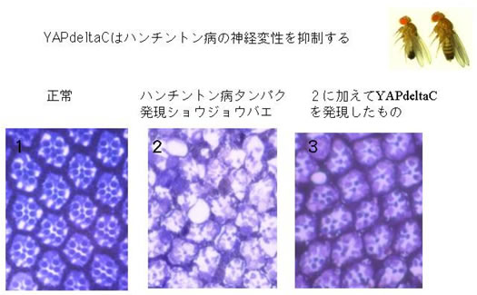 図２：YAPdeltaCはハンチントン病の神経変性を抑制する