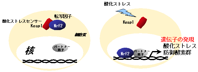 図１　Nrf2-Keap1による酸化ストレス防御機構